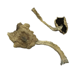 Bayou Magic Mushrooms